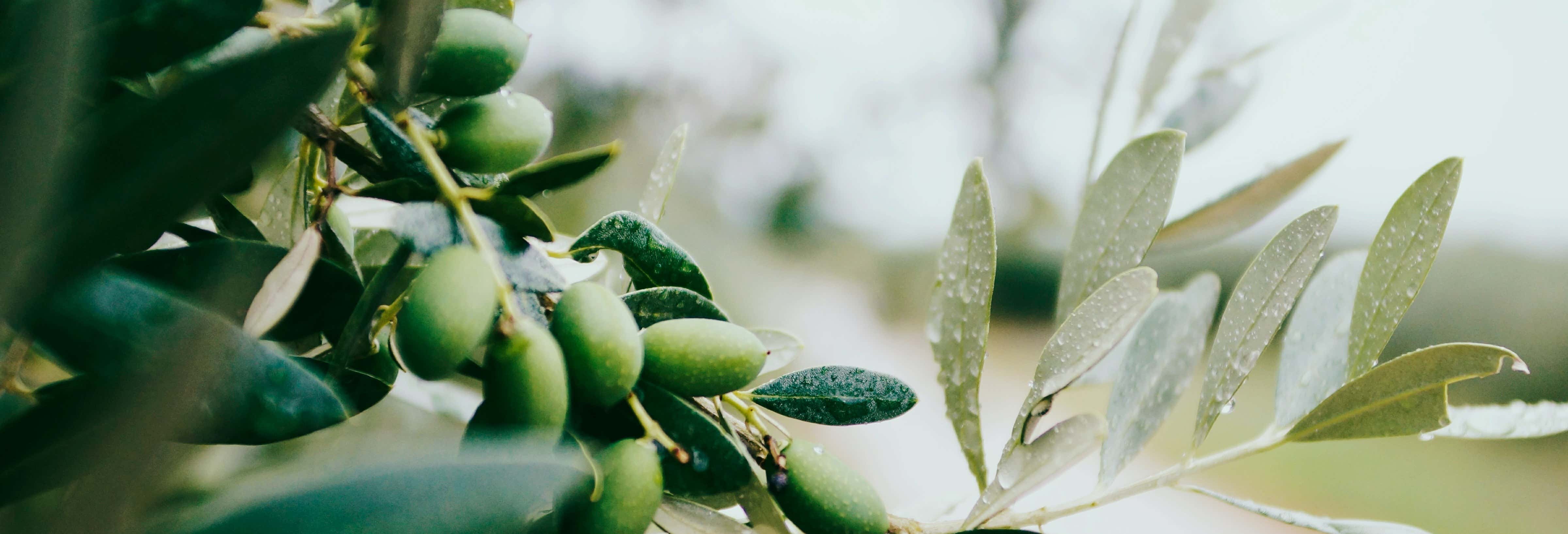 Gastronomía y enoturismo en Montpellier