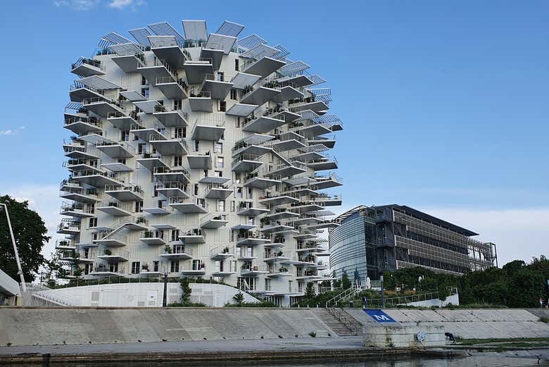 Árbol Blanco de Montpellier