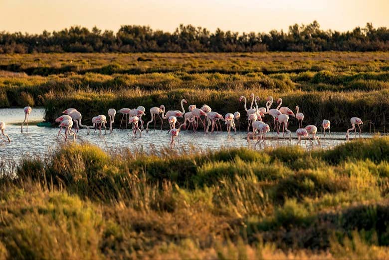 Flamencos en Camarga