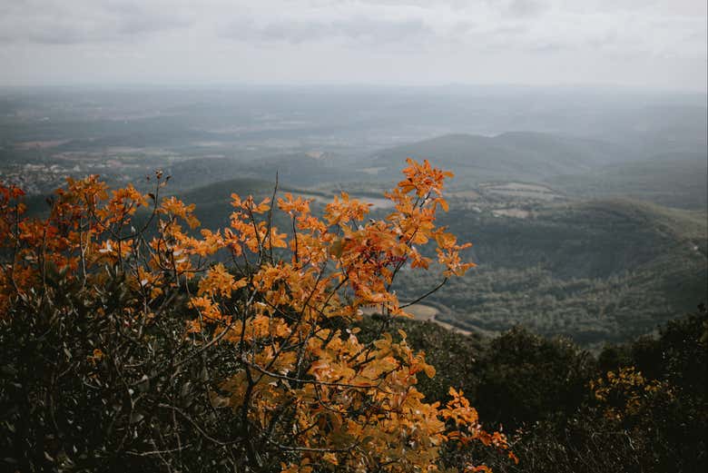 Profitez de la vue du Pic Saint-Loup