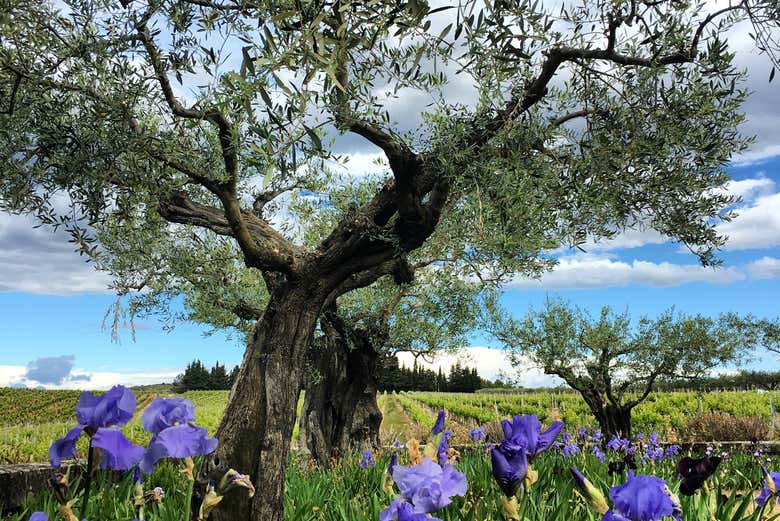 Admirez les vignes du Languedoc