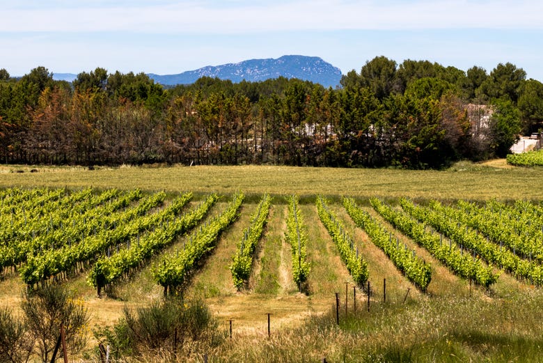 Vineyard at the foot of Pic Saint-Loup