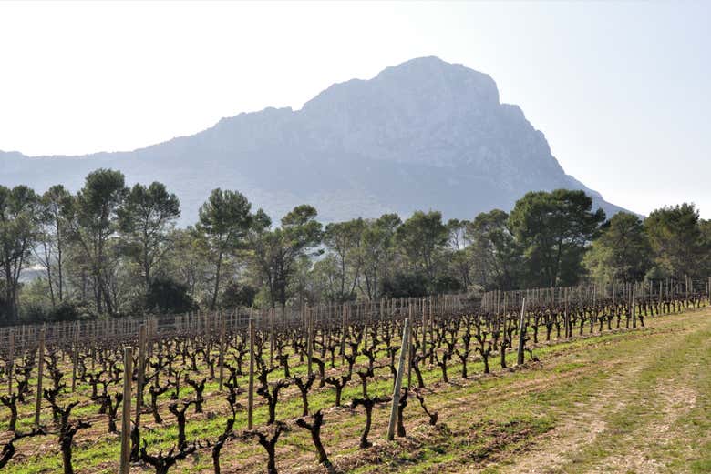 Zona vitivinícola do pico Saint-Loup