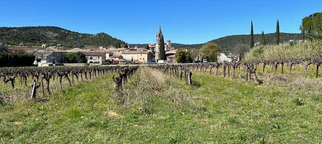 Rhône Valley Wine & Truffle Tour