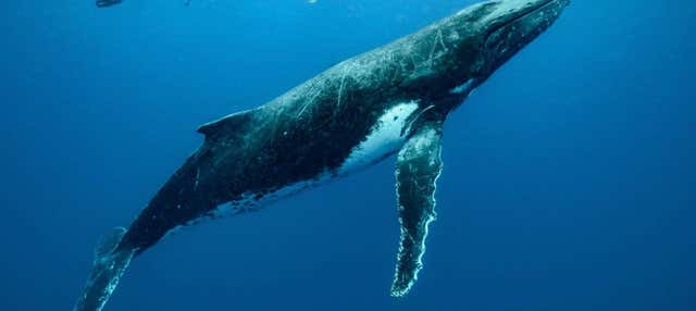 Observation de baleines à Moorea