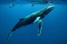 Avvistamento di balene a Moorea