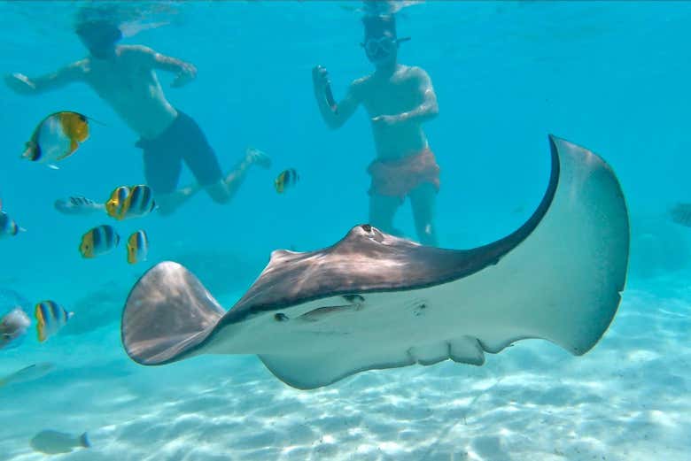 Á la découverte des fonds marins de Moorea