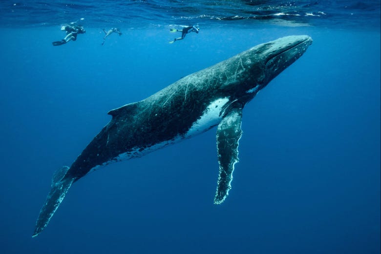 Avistamiento de ballenas en Moorea - Reserva en 
