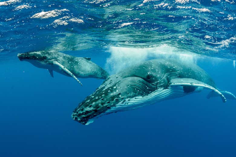 Whale Watching Moorea
https://youtu.be/w-XuTY6OGvc