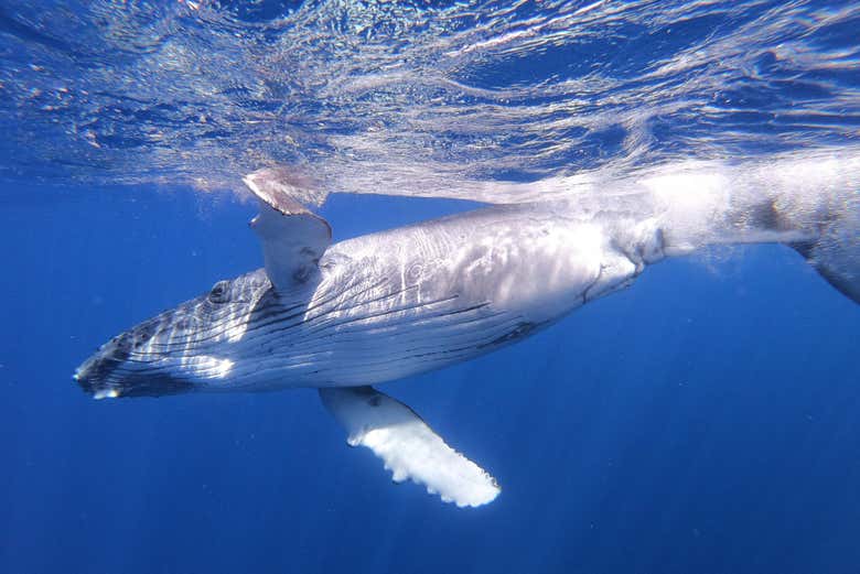 Whale Watching Moorea
https://youtu.be/w-XuTY6OGvc