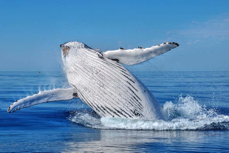Observation des baleines à Moorea