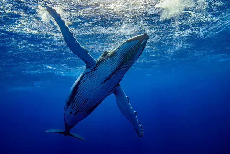 Baleines à Moorea