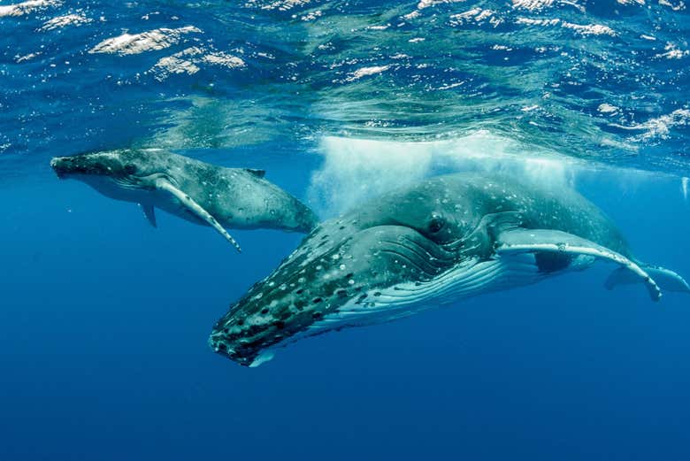 Un couple de baleines