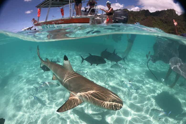 Fauna marinha de Moorea