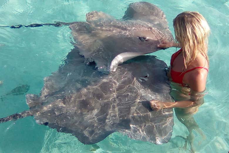 Nadando com arraias em Moorea
