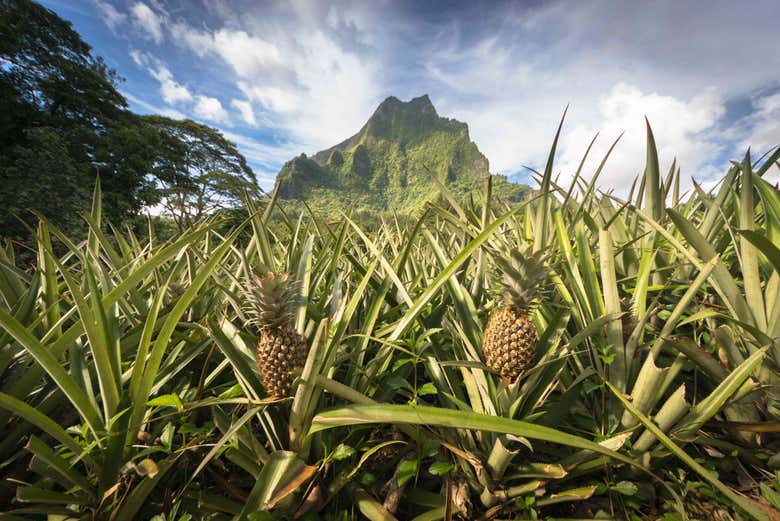 Plantación de piñas en Moorea