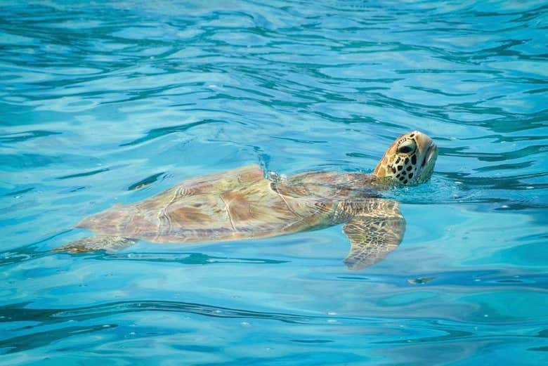 Tortue marine