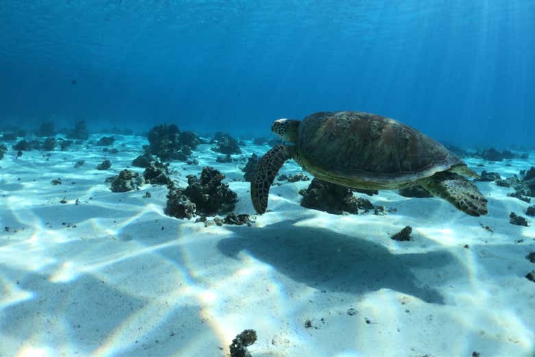 Tortue de mer