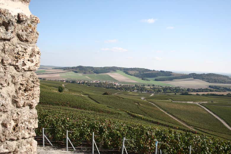 Vale de vinhedos