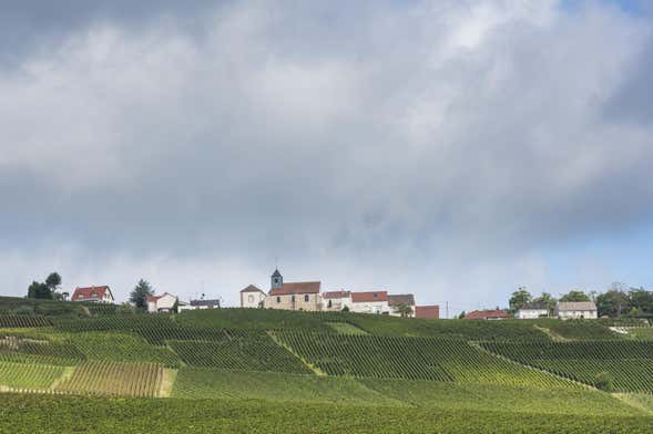 Tour pelos vinhedos de Mutigny