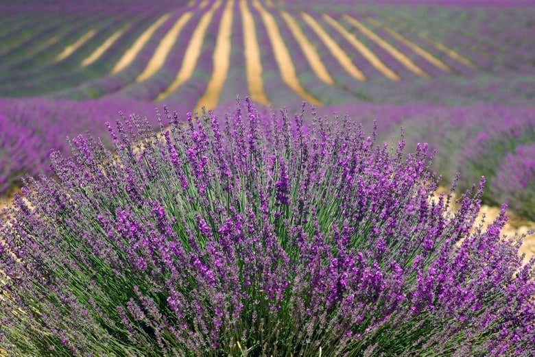 Lavanda della Provenza
