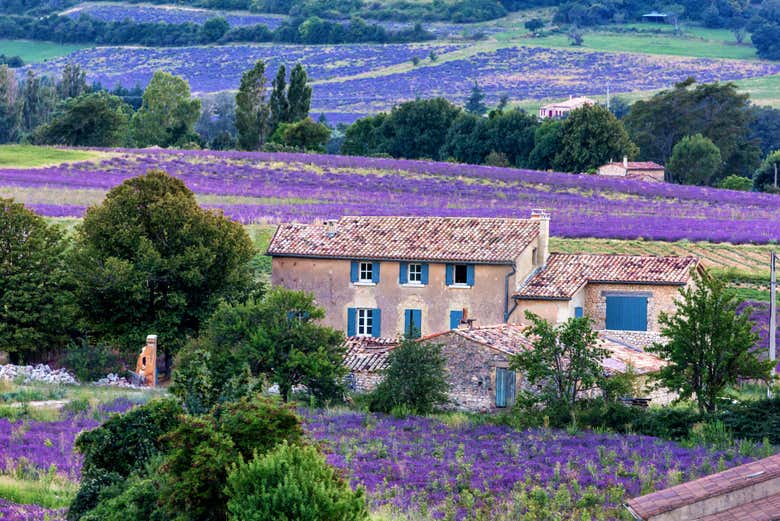 Panorámica campos de lavanda