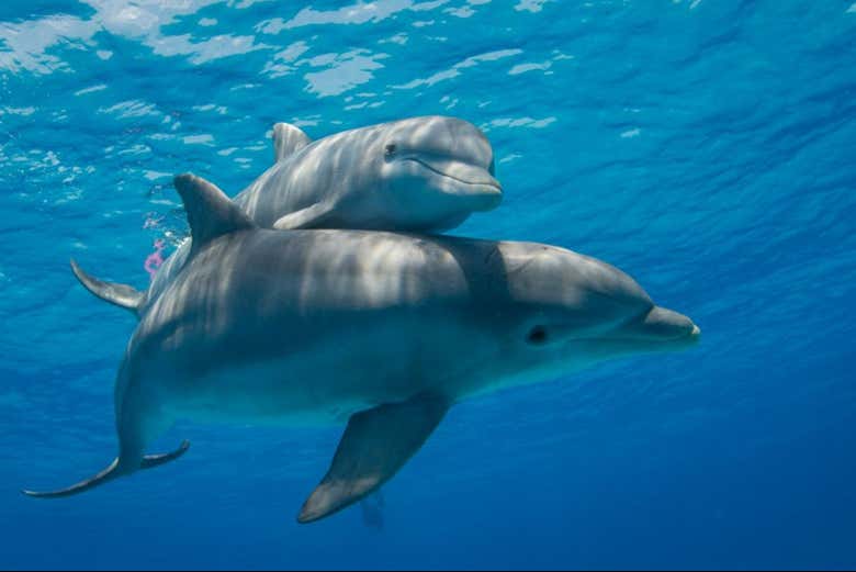 Delfines nadando en la Costa Azul