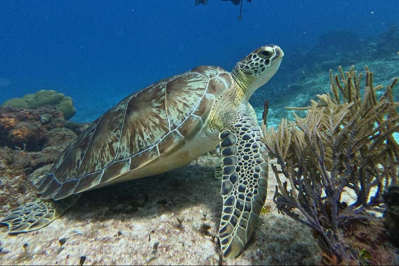 Tortuga marina de la Costa Azul