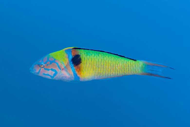 La Costa Azul alberga una gran biodiversidad