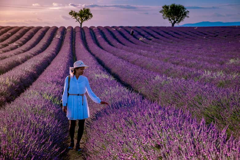 Visiting a lavender field in Provence