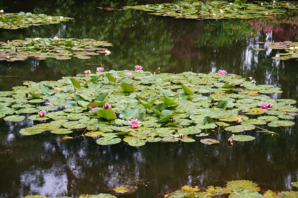 Claude Monet's House & Gardens in Giverny Tour