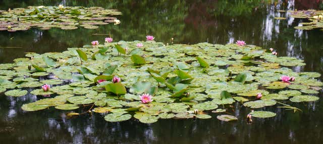 Excursion à la Maison de Monet à Giverny