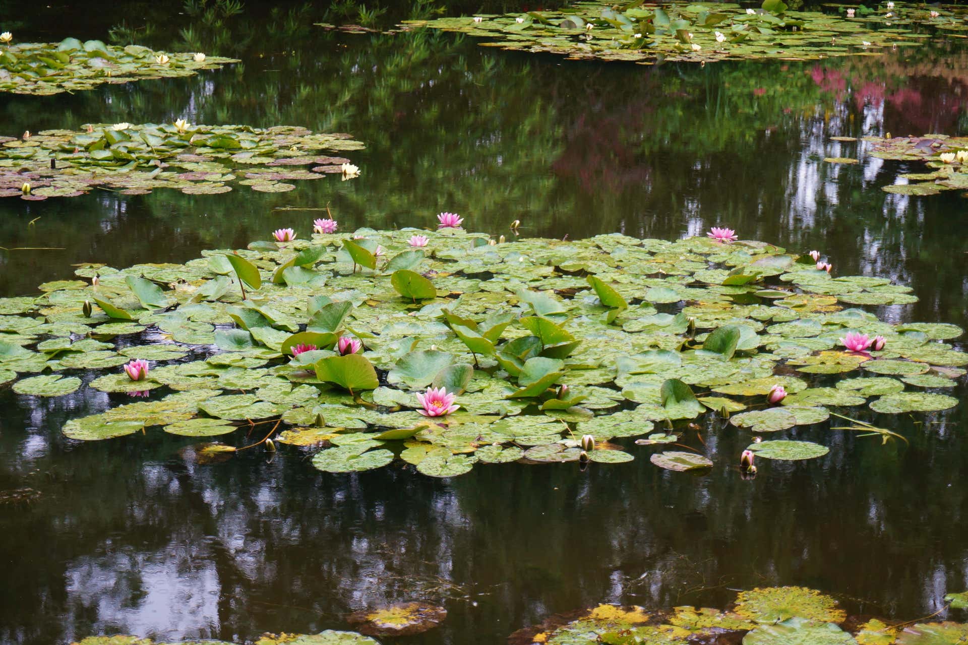 Excursión a la Casa de Monet en Giverny