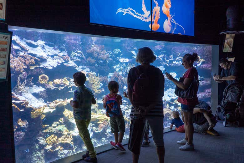 Una familia viendo diferentes especies marinas
