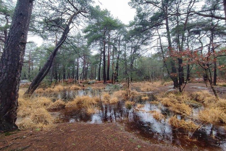 Foresta di Fontainebleau