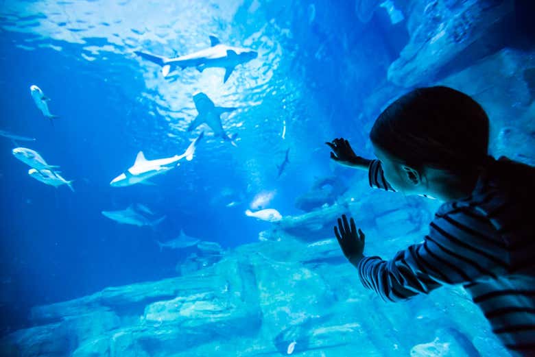 Una niña viendo tiburones