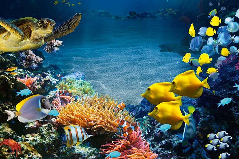 Você conhecerá uma grande variedade de peixes