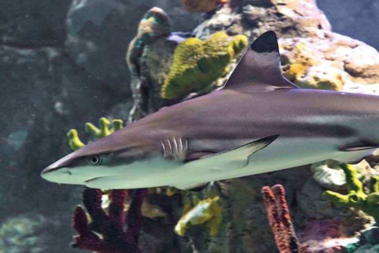 Veja os tubarões de perto