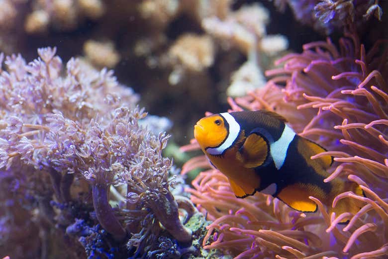Podréis admirar peces de colores