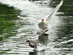 Bois de Boulogne, cygne poursuivant un canard