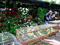 Marché aux fleurs et aux oiseaux de Paris