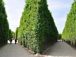 Jardins de Versailles, labyrinthe