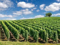 Vignobles dans la région Champagne