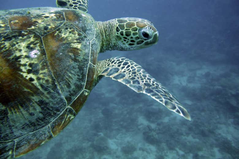 Tartaruga nell'Acquario di Parigi