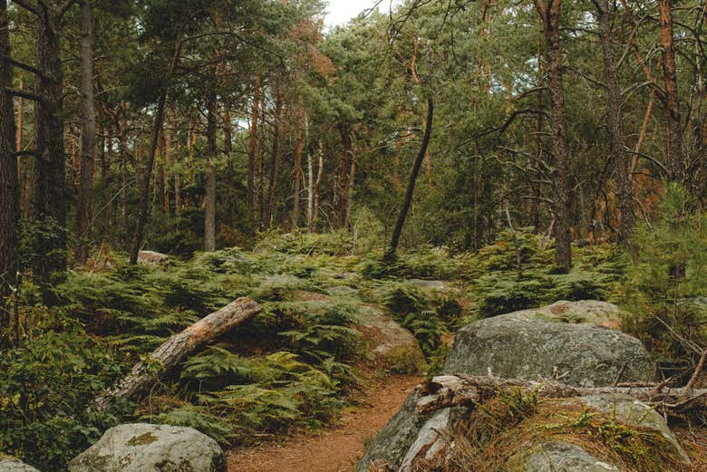 I paesaggi naturali della foresta