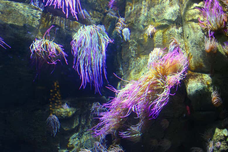 Visitando el Aquarium de París