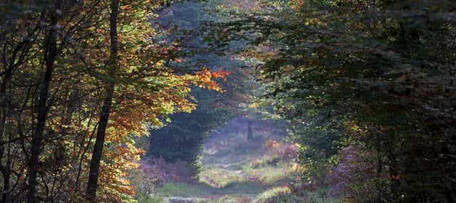 Fontainebleau Forest Hiking Tour