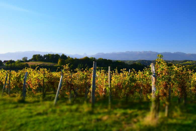 Le vignoble de Jurançon