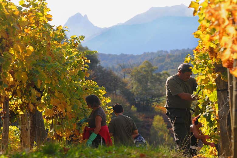 La vendange à Pau