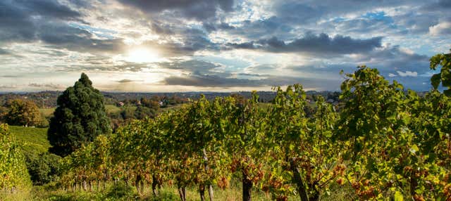Visita a una bodega de Pau